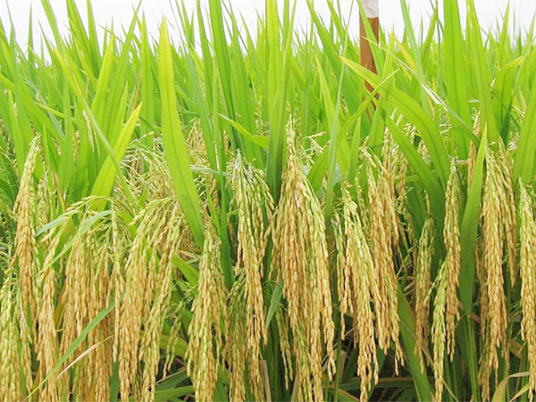 广州无公害虾稻生态米厂家直销